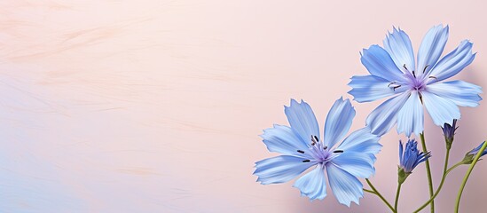 Fototapeta premium Chicory flowers blooming beautifully over a isolated pastel background Copy space