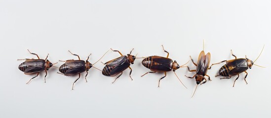 Dirty cockroaches on a isolated pastel background Copy space Gross insects