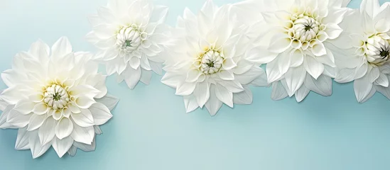  Beautiful white dahlia flowers seen from above isolated pastel background Copy space © HN Works