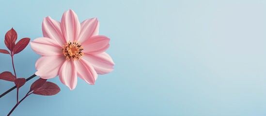 Flower isolated on a isolated pastel background Copy space