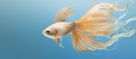 Fototapeta premium Gold Siamese fighting fish betta splendens isolated on a isolated pastel background Copy space with clipping path