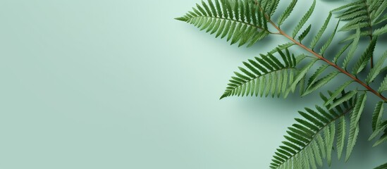 Fototapeta premium Isolated black fern tree isolated pastel background Copy space