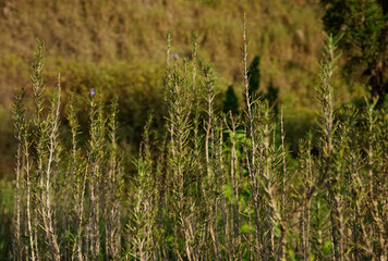 Huge rosemary shrub growing wild in nature