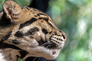 A clouded leopard, Neofelis nebulosa