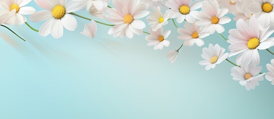 Chamomile blooms isolated pastel background Copy space