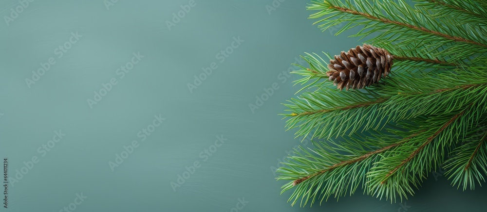 Fototapete compact pine twig circular emerald spikes sizable macro isolated pastel background copy space