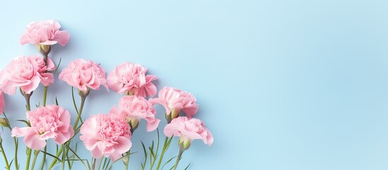 Naklejka na ściany i meble Carnation flowers on a isolated pastel background Copy space