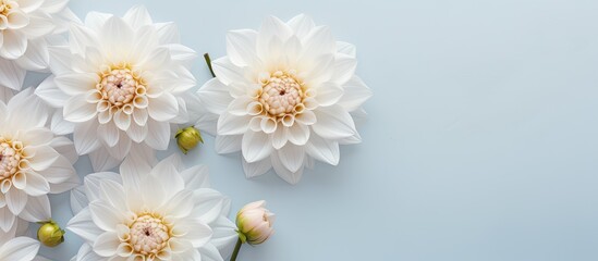 Beautiful white dahlia flowers seen from above isolated pastel background Copy space