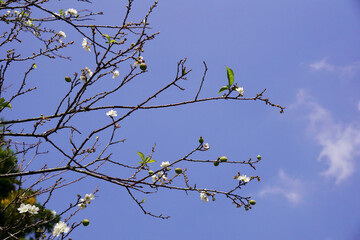 Plum flower branches in the background of blue sky