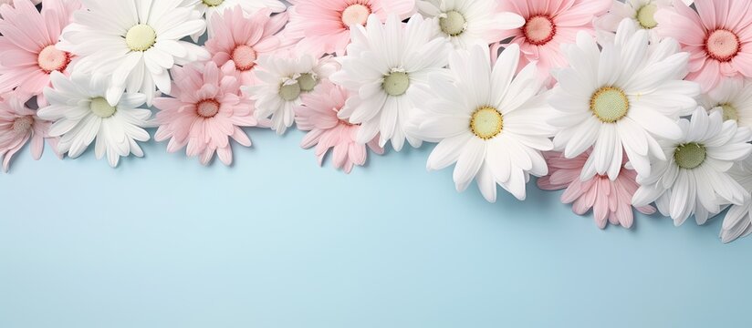Daisy bunch isolated pastel background Copy space