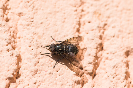 Little Drosophila Fly Insect on the wall close up. Fly on the pink plastered wall of the house. view up close up