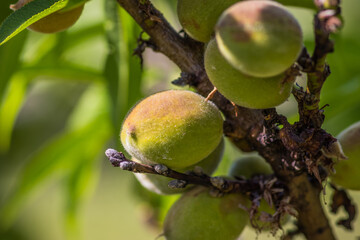 Green peaches on a tree branch. Unripe peaches. Unripe peaches on a branch with green leaves in summer