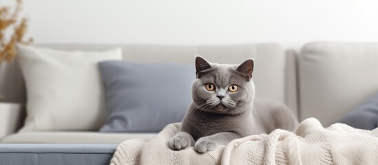 A British cat lounges on a sofa with a blanket in a dimly lit living room isolated pastel background Copy space