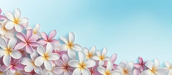 Gardinen Background features a splendid display in summer with frangipani flowers flourishing in the garden isolated pastel background Copy space © HN Works