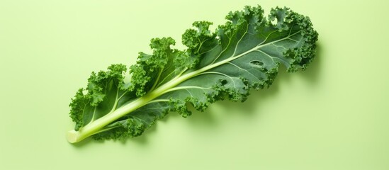 Kale on a isolated pastel background Copy space