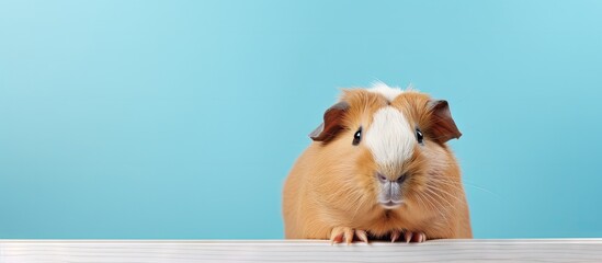 Closeup of guinea pig on isolated pastel background Copy space