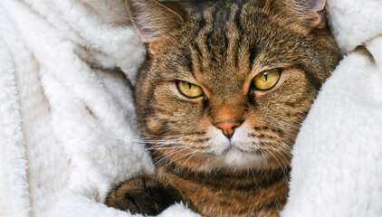 Cat's muzzle close-up. Cute striped cat in a soft blanket. The pet is resting. 