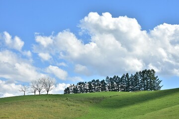 丘の上の木