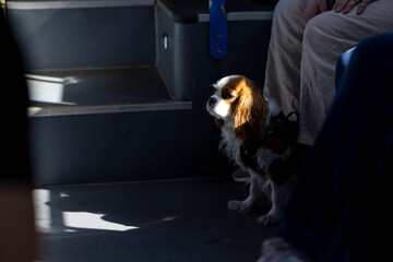 Pet travelling on public transport - 644017808