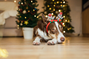 Cute dog with reindeer antlers, bringing a funny and festive touch to the Christmas celebration