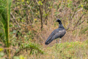 Colombian Birdlife in different habitats
