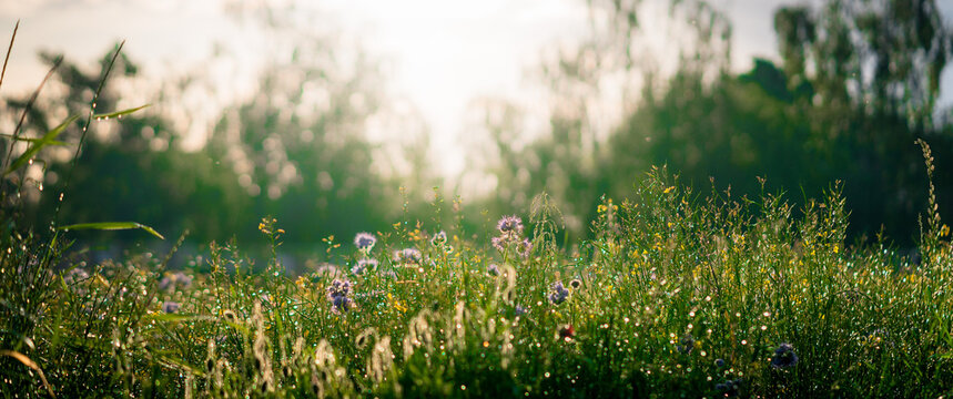 Morning sunrise illuminates blooming flowers in a serene countryside.