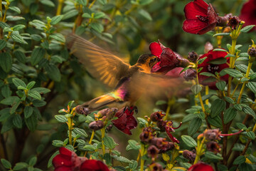 Colombian birdlife in different habitat