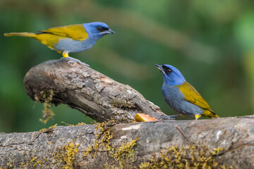 Colombian birdlife in different habitat