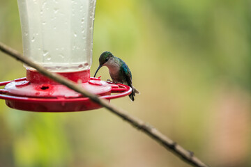Colombian birdlife in different habitat