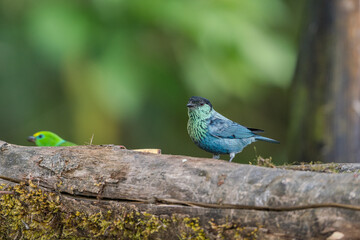 Colombian birdlife in different habitat