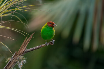 Colombian birdlife in different habitat