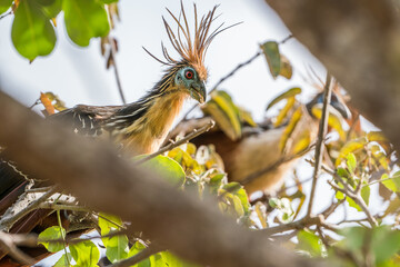 Colombian Birdlife in different habitats