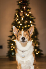 Happy New Year and Merry Christmas! Cute dog near christmas tree. Dog is waiting for a holiday at home. Festive. Celebrating