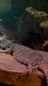  Uromastyx ornata, commonly called the ornate mastigure, is a species of lizard in the family Agamidae Vancouver Aquarium, BC, Canada