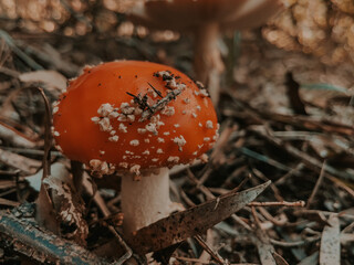 Closeup of poisonous amanita muscaria with red cap growing on ground in forest. Autumn falling leaves in the forest, autumn vibes photo in fashion deep dark edition. Australia, Melbourne