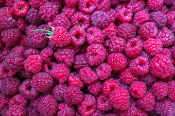 Lots of raspberries. Raspberry texture. Raspberry harvest. Vacation in summer.
