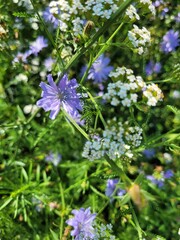 forget me not flowers