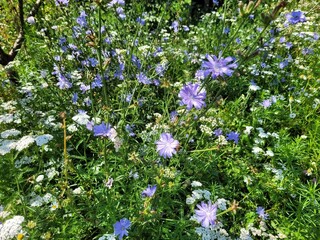 wild flowers in the field