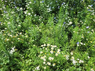 white flowers in the garden