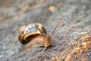 Detail of a snail walking slowly on a stone on a natural background. Helix pomatia, burgundy snail, Roman snail, edible snail, escargot