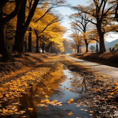 Ginkgo trees in autumn along a road by a river 