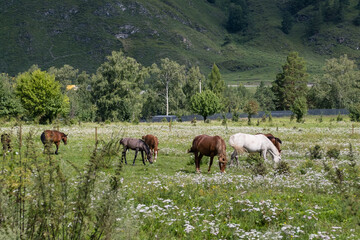 Fototapeta na wymiar A group of different horses are grazing in the mountains in a summer pasture. Horses eat grass in the meadow.