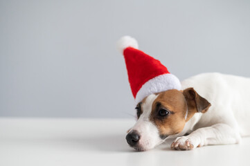 Portrait of a dog jack russell terrier in a santa claus hat on a white background. Christmas...
