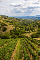 Fototapeta na wymiar Paysage de collines et de vignobles du Beaujolais à proximité du village d’Oingt
