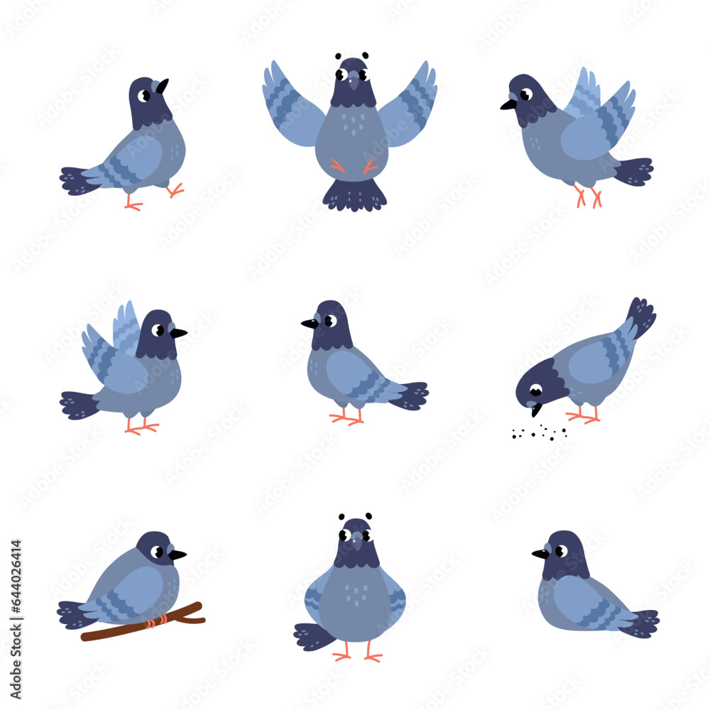 Poster grey dove bird with wing and beak in different pose vector set