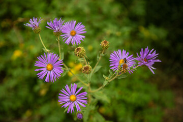 Obraz premium Nature's Delicate Bloom: Purple Wildflower in the wilderness of Colorado