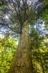 Fototapeta premium Giant thick tree overgrown with moss in the forest. Big old tree in a deciduous forest in summer. The sun through the crowns of a tree. Bottom up view