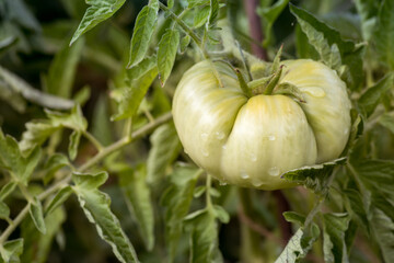 Green tomatoes ripening on a green bush in the garden. Beautiful tomatoes ripen in summer