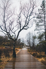 Forest in Norway on the way to the fjord. Fog and yellow, gray and black landscape, beautiful roads, rocks and stones.