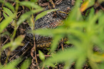 Colombian Wildlife in Different Habitats